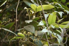 Cinnamomum nitidum